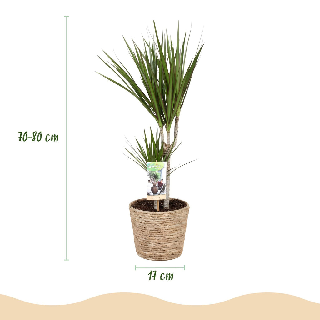 Dracaena Marginata – 70-80cm – 17cm inkl. Naturkorb – Pflegeleichter Drachenbaum – Grün mit roten Rändern