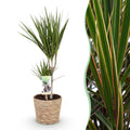 Dracaena Marginata – 70-80cm – 17cm inkl. Naturkorb – Pflegeleichter Drachenbaum – Grün mit roten Rändern