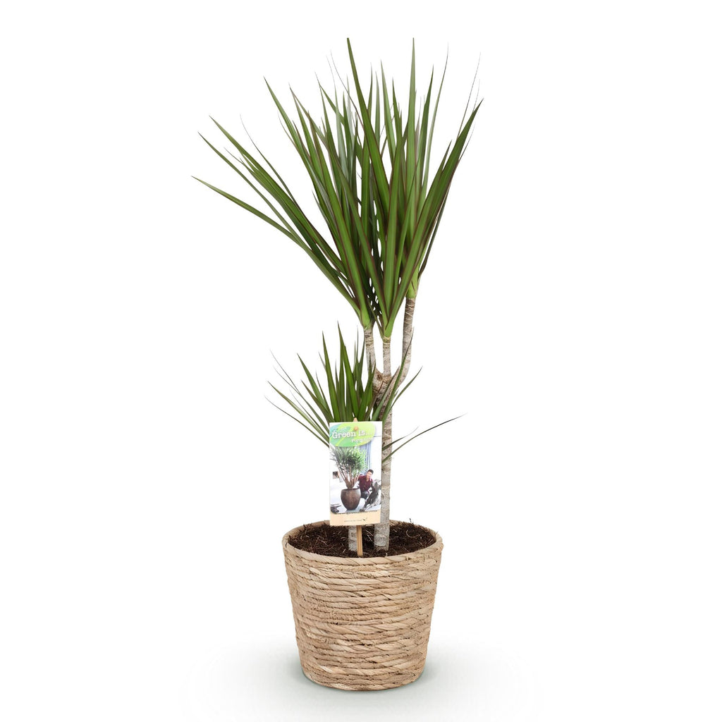 Dracaena Marginata – 70-80cm – 17cm inkl. Naturkorb – Pflegeleichter Drachenbaum – Grün mit roten Rändern