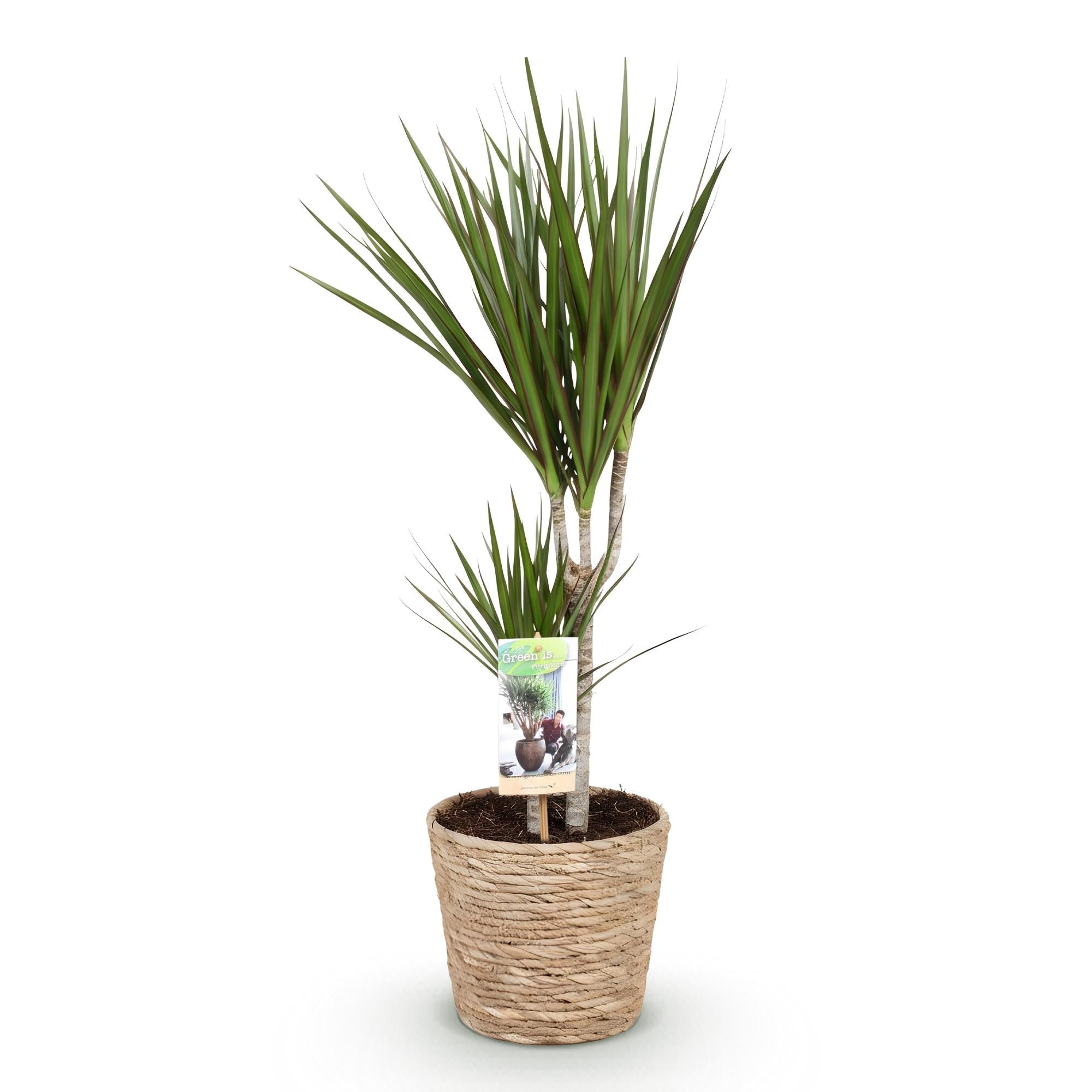 Dracaena Marginata – 70-80cm – 17cm inkl. Naturkorb – Pflegeleichter Drachenbaum – Grün mit roten Rändern