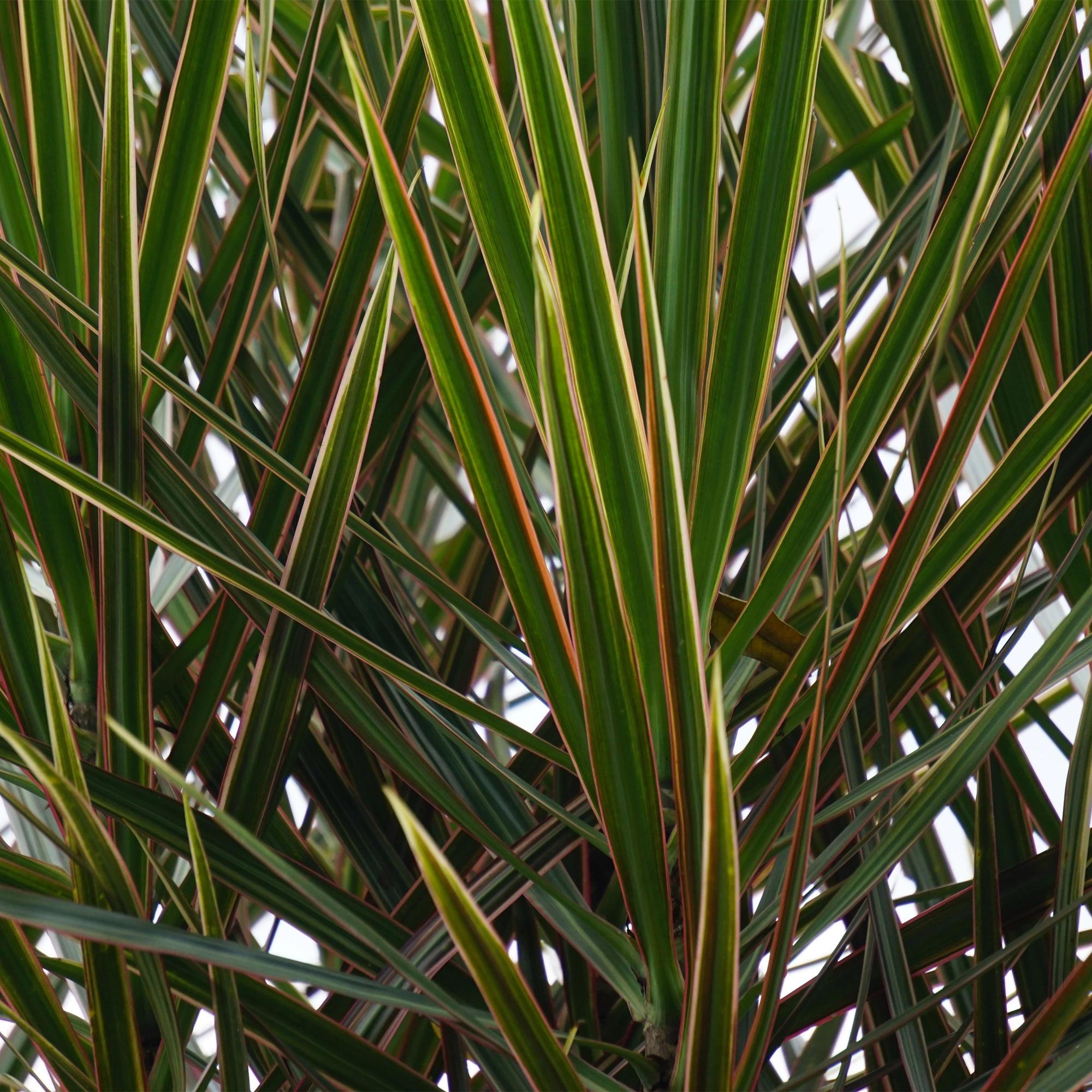 Dracaena Marginata – 70-80cm – 17cm inkl. Naturkorb – Pflegeleichter Drachenbaum – Grün mit roten Rändern